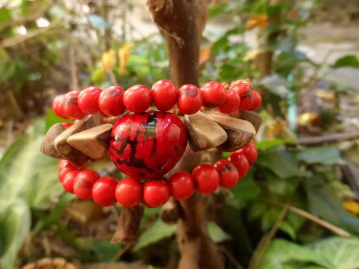Sementes de tucum, tento e biojoias reais da Amazônia da Huluki